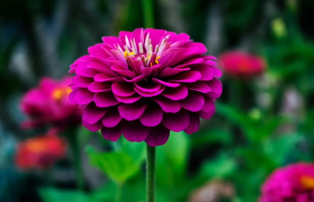 Quand planter des bulbes de Dahlias ?