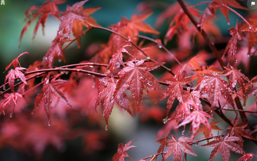 Vente d'érable du Japon en pot pour petit jardin