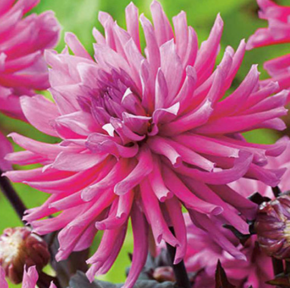 Fleur de dahlia originale et rose