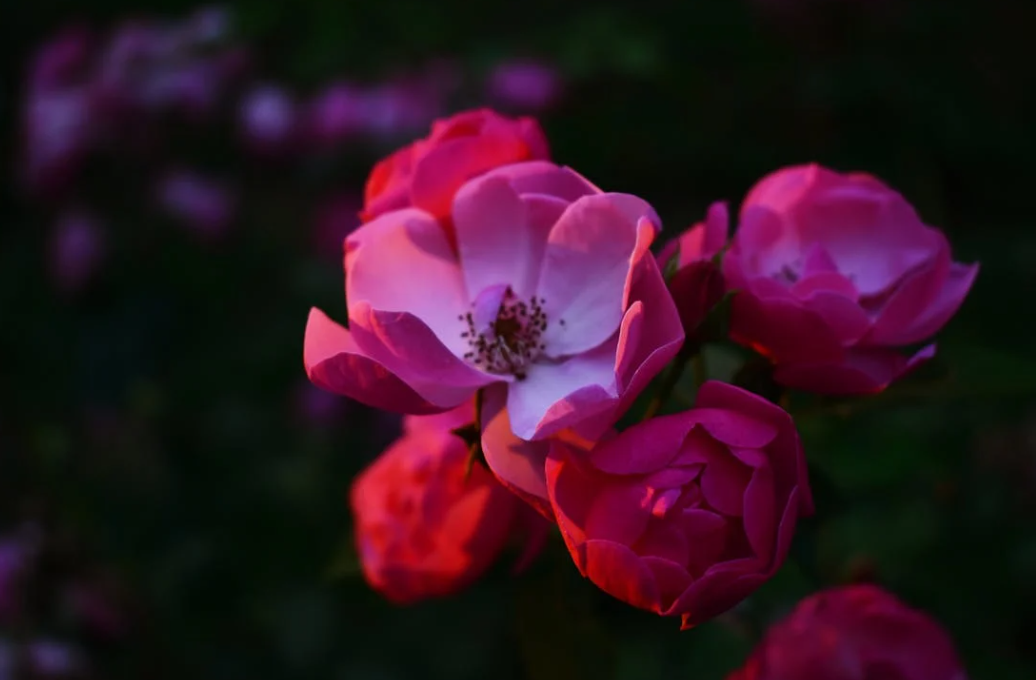 Bégonias & Pivoines : Comment conserver & quand planter ces bulbes ?