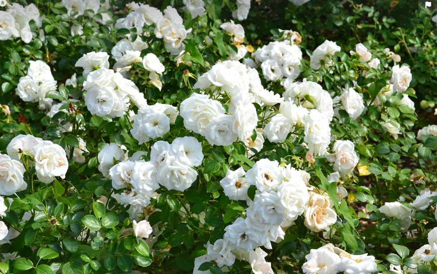 Rosier blanc bien frais chakal