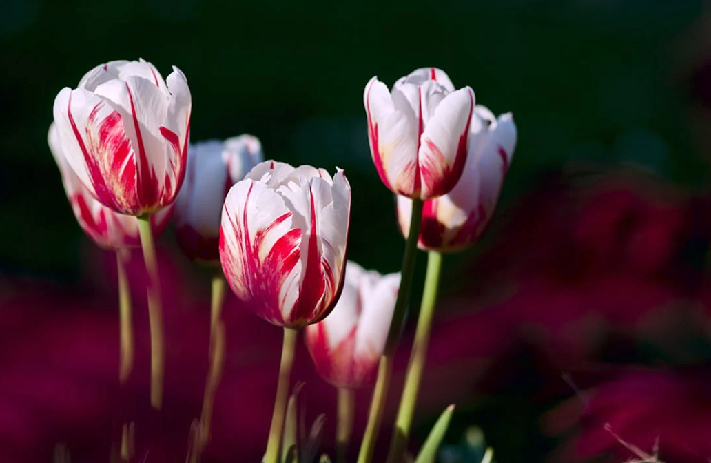 Bulbes tulipe en fleurs jardin