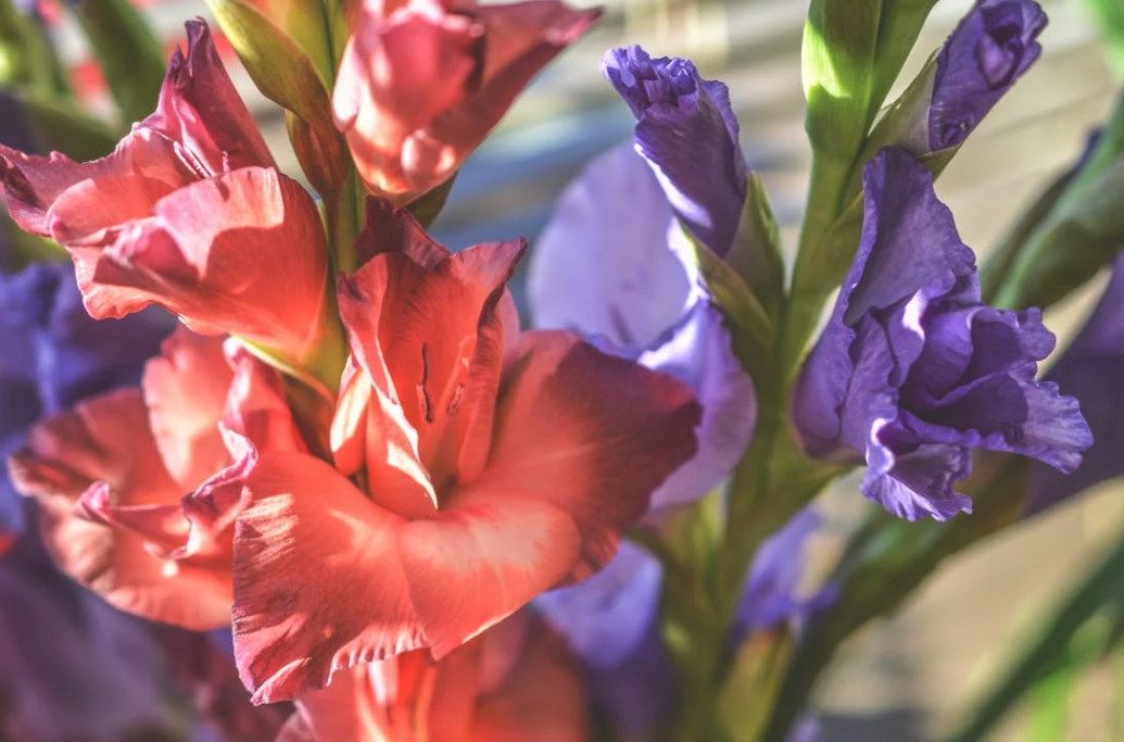 Planter ses bulbes de glaïeuls rouges au jardin