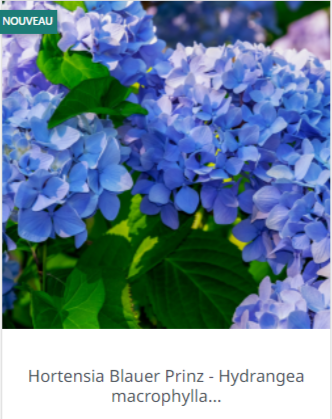 Hortensia arbuste à planter au jardin