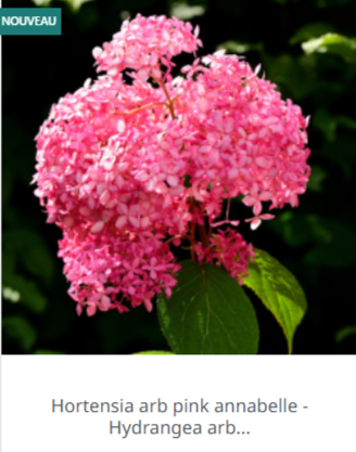 Hortensia rose au jardin : vente en ligne