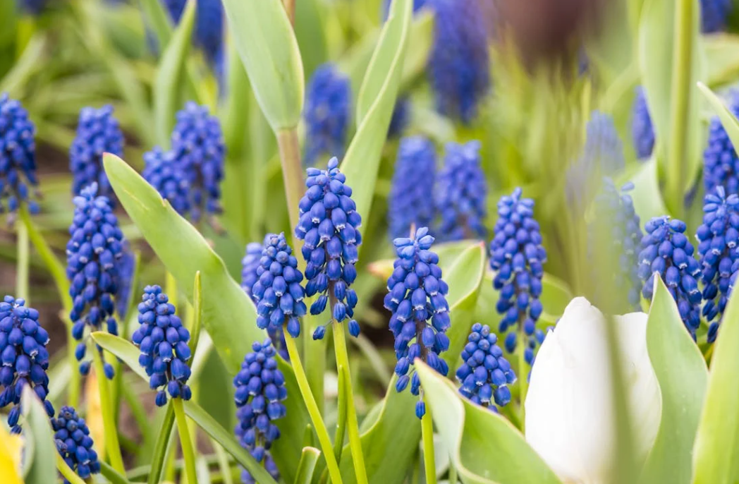 Planter bulbe jacinthe