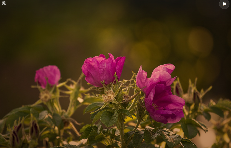 Décorer son jardin avec un charmant rosier