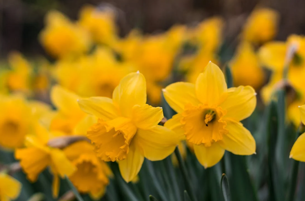 Jonquilles jaunes : les plus belles fleurs