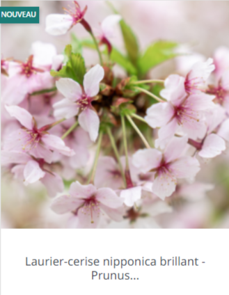 Laurier cerise nipponica brillant