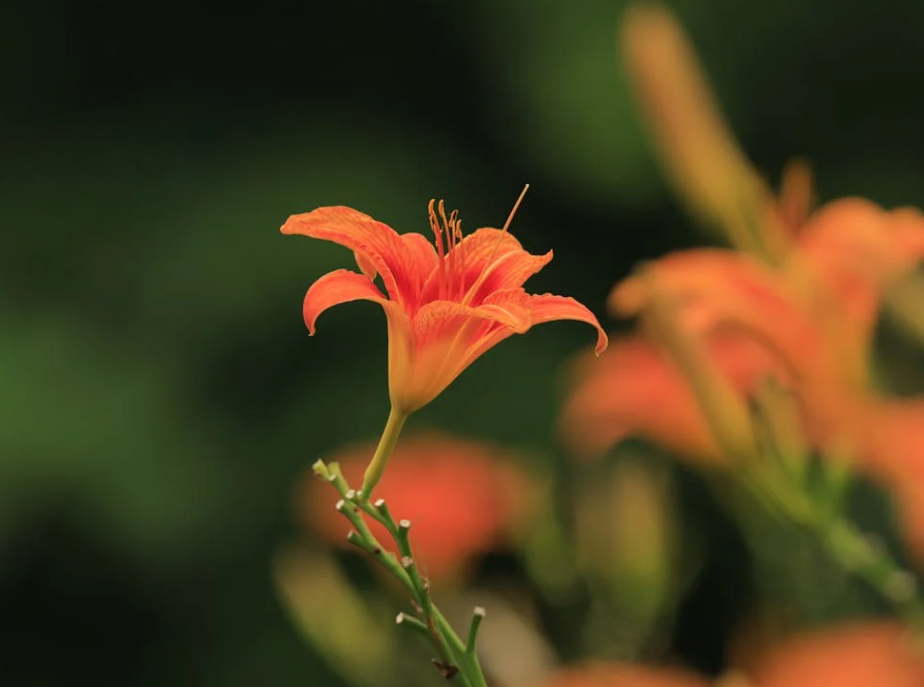 Bulbes de lys et amaryllis pas cher