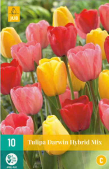 Achat bulbe Tulipe : Acheter des bulbes de tulipes