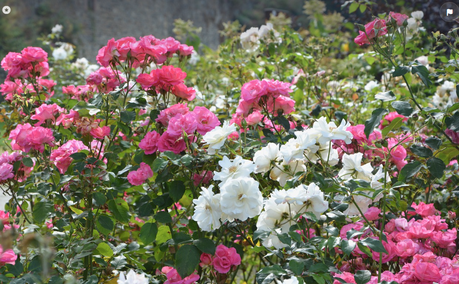 Buisson de rosier pour faire fleurir le jardin