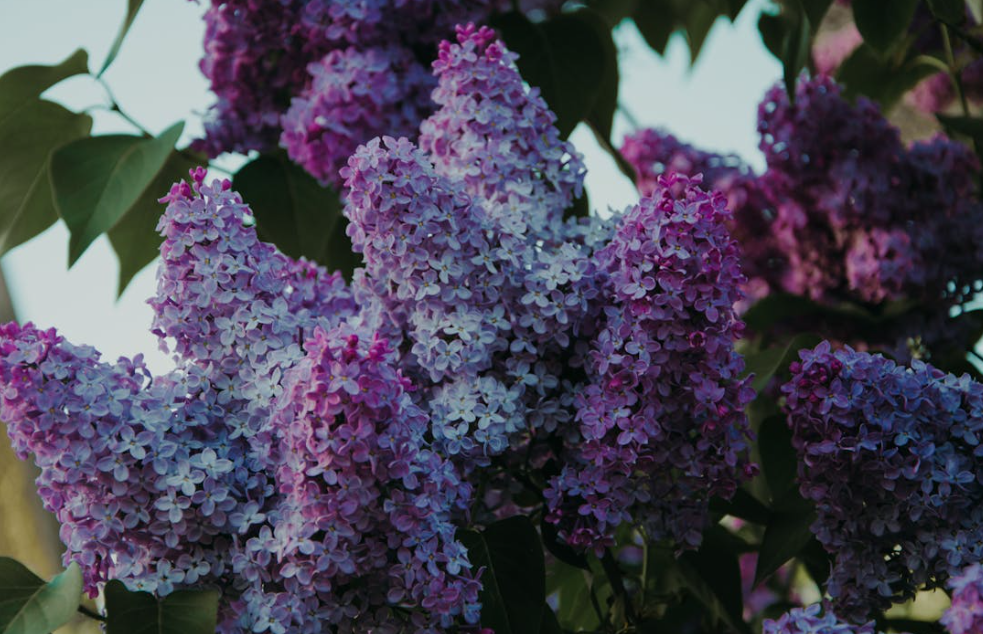 Superbes lilas de couleur violet & bleu