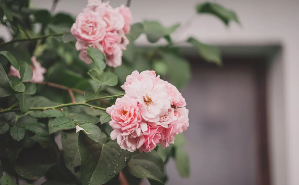 Plant de rosier rose à planter