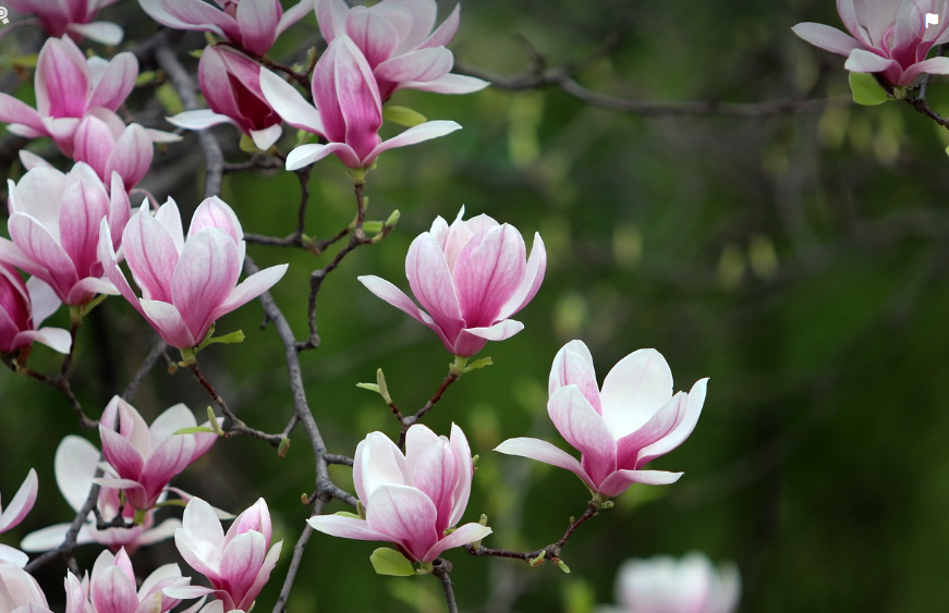 J'adore les magnolias c'est vraiment trop joli