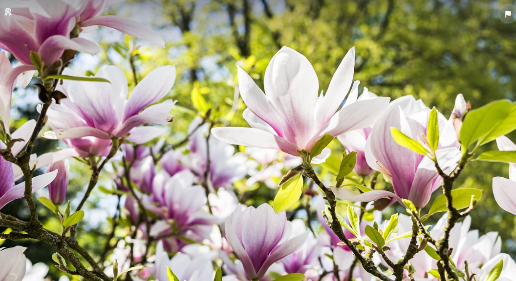 Où planter un magnolia dans le jardin ?