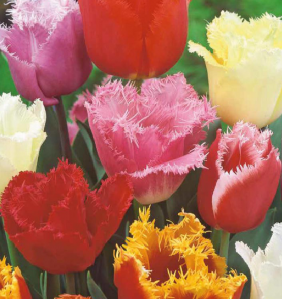 Bulbes de fleurs de tulipes colorés