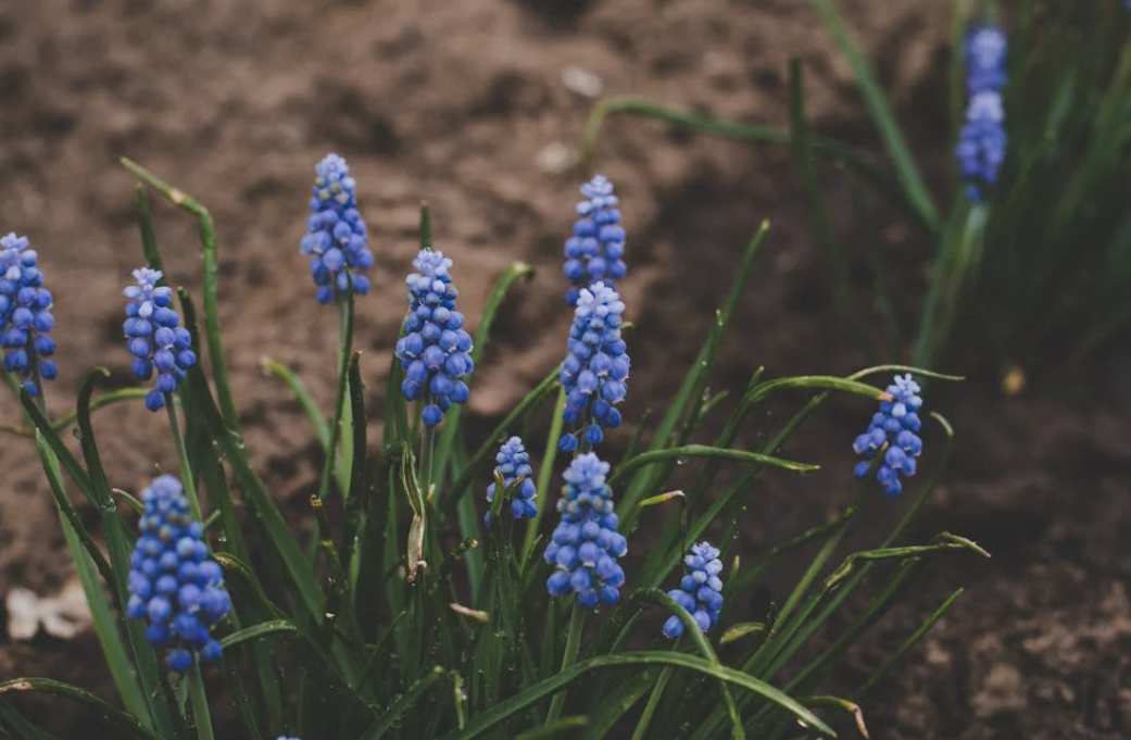 Planter bulbes de jacinthe au jardin