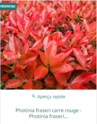 Photinia jardin : magnifiques fleurs