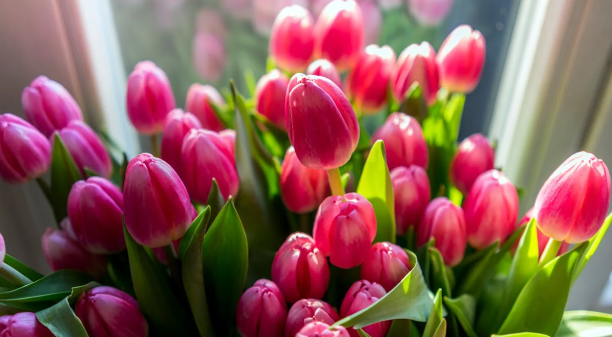 Comment planter bulbes tulipes