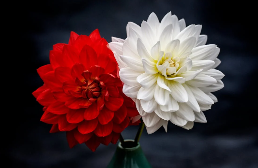 Dahlias en rouge et blanche