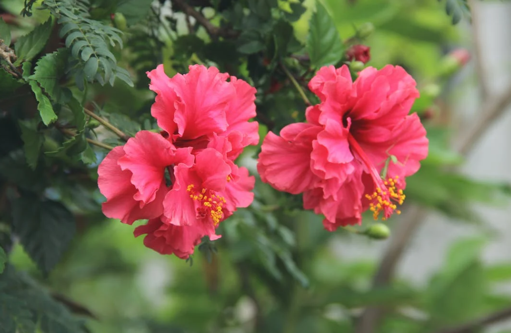 Arbuste hibiscus à planter au jardin pas cher