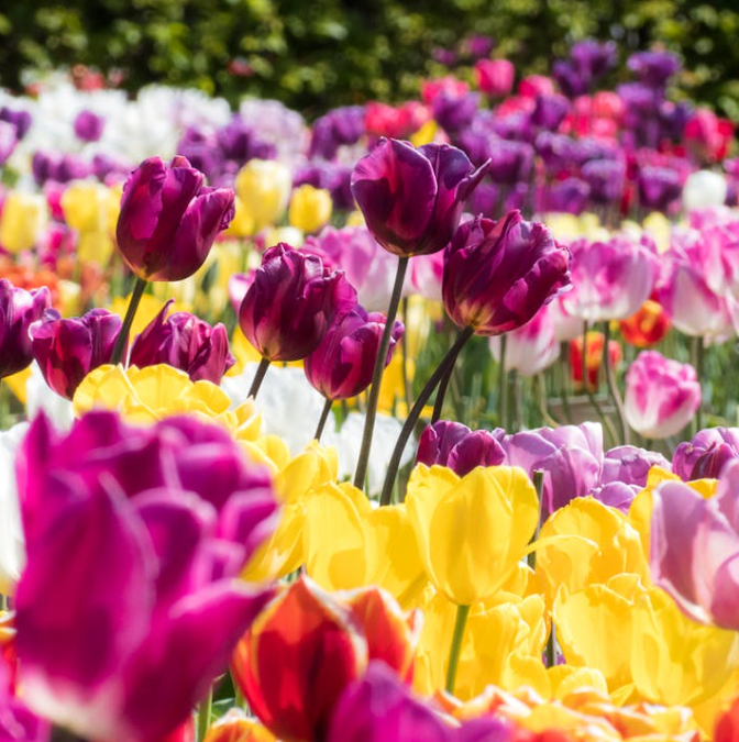 Tulipe plantées en pleine terre