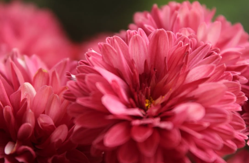 Superbes bulbes de dahlia à planter au jardin