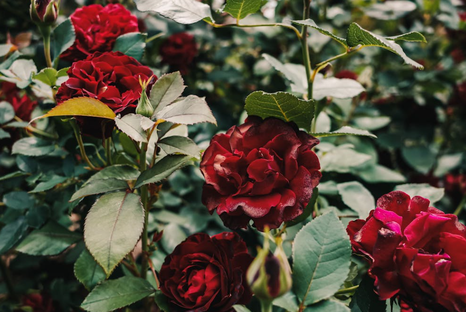 Rosier rouge prêt à acheter