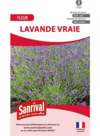 plant lavande où comment quand planter