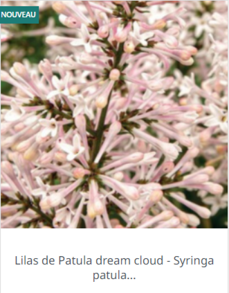 Lilas Commun : Plantation, Floraison & Taille - Achat en ligne