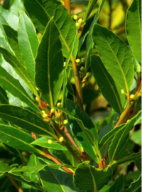 plantation-laurier-pot-pleine-terre