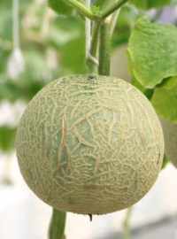 plant-melon-planter