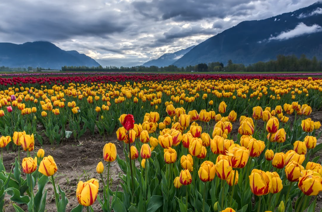 quand planter des bulbes de Tulipe