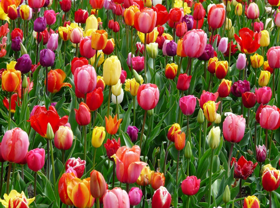 Planter tulipes bulbes en pleine terre