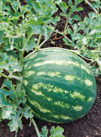 planter-repiquer-melon