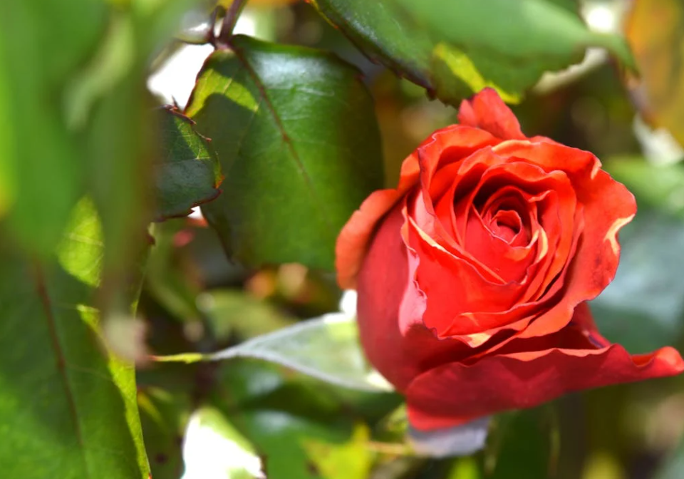 Rosier à planter et à tailler dans le jardin