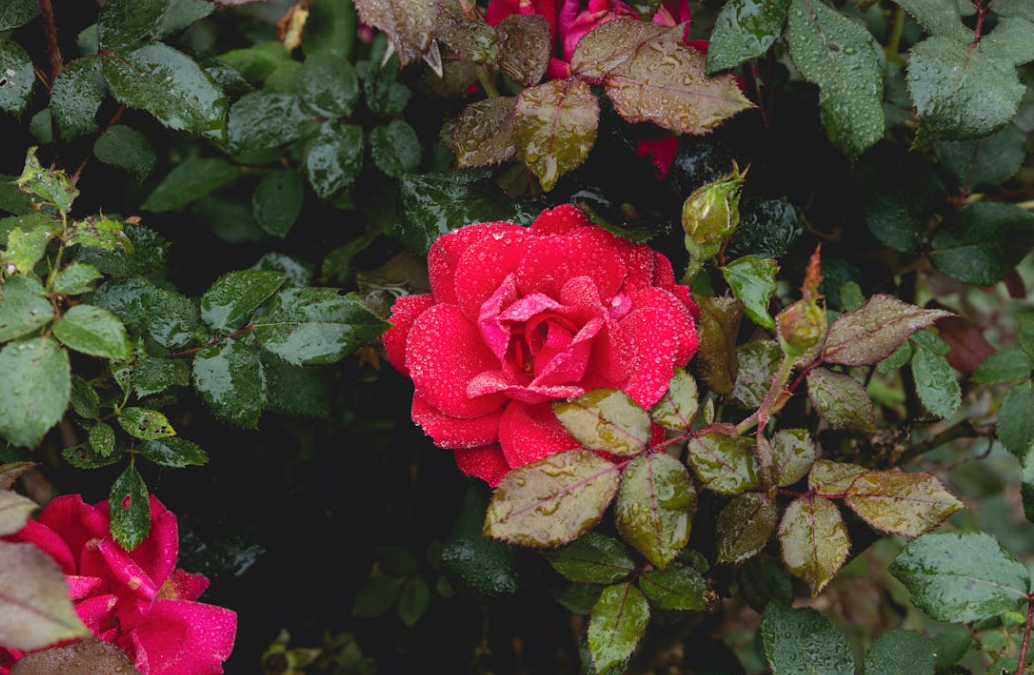 Rosier au jardin très beau et qui sent bon