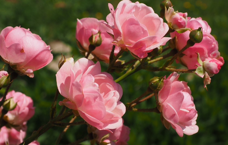 Comment bien planter un rosier en pot ou terre ?