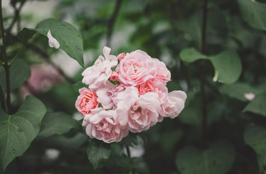 rosier blanc et rose trop beau