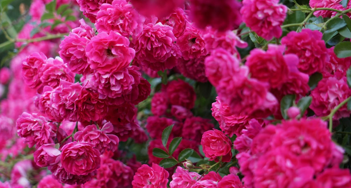 Profiter de son rosier rose l'été