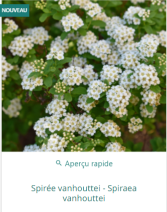 Spirée blanche de belgique à planter en haie au jardin