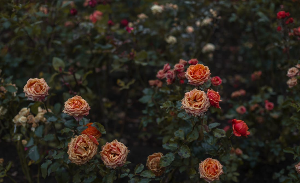 Taille courte de rosier en buisson