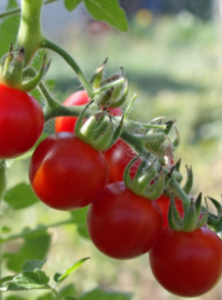 quand-planter-tomate