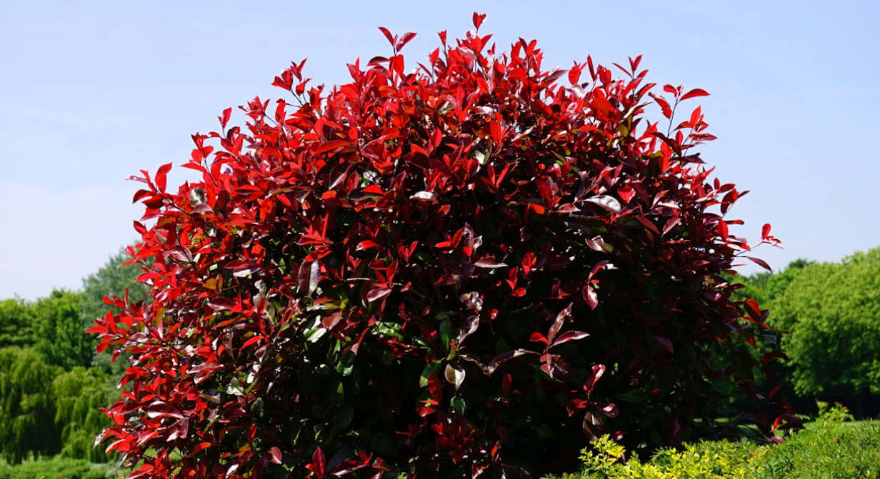 Acheter en ligne un arbuste pour Haie ou Jardin