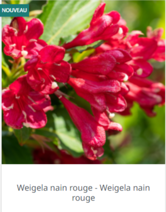 Weigelia fleurs et arbre du jardin