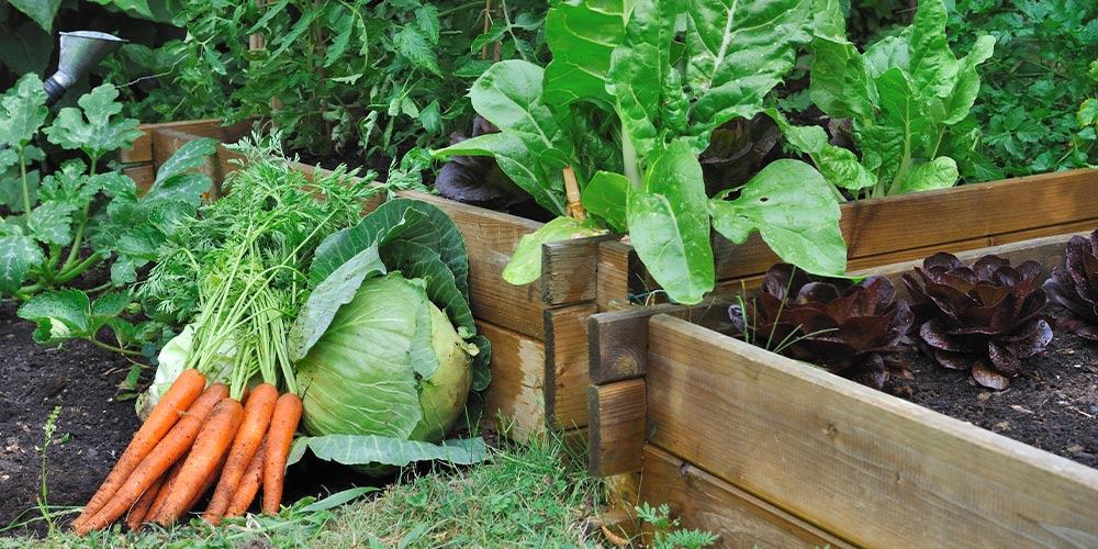 Un potager original : cultivez des légumes et des plantes qui changent