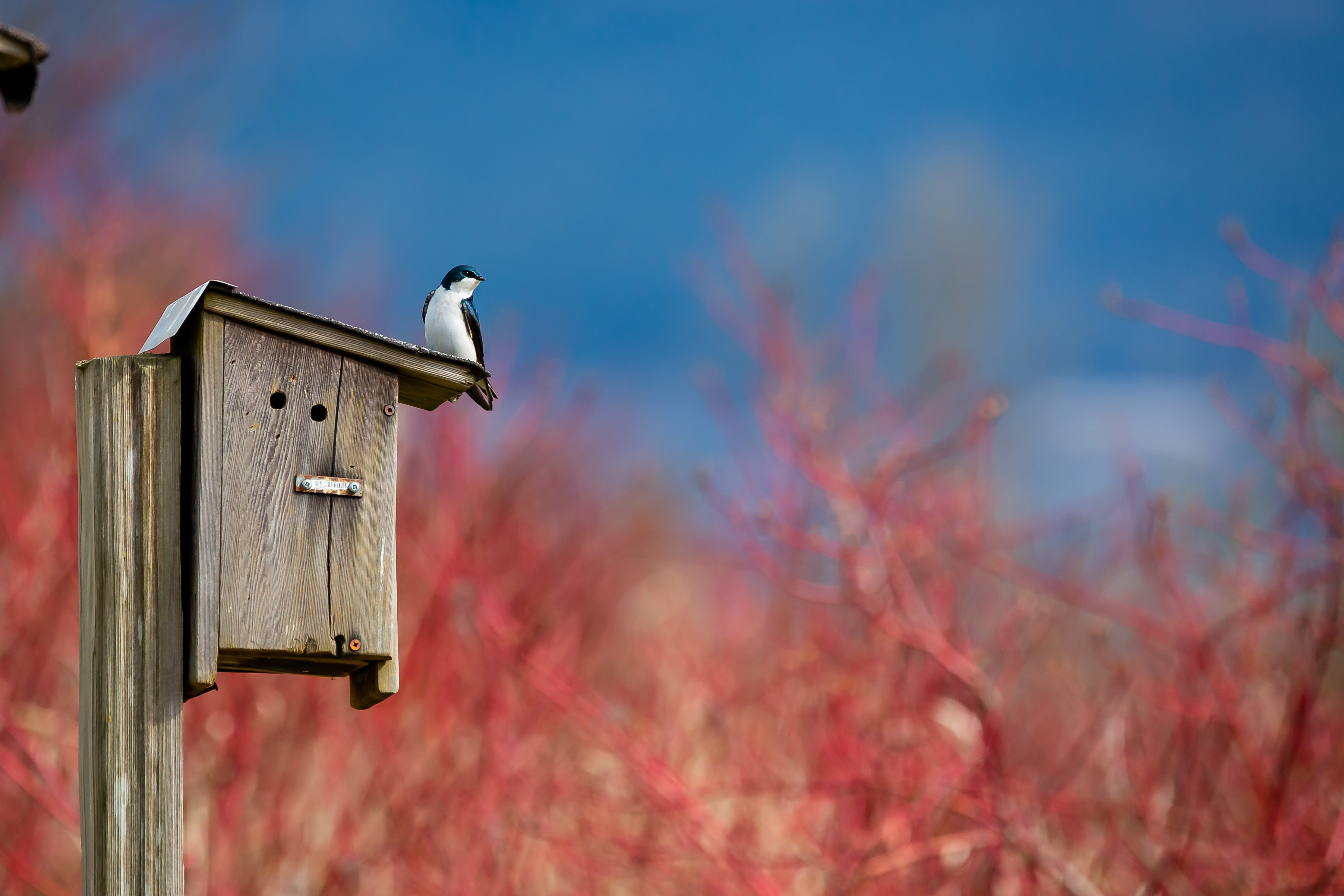 Installer un nichoir dans son jardin pour oiseaux - Abri oiseau pas Cher -  PRÊT A JARDINER