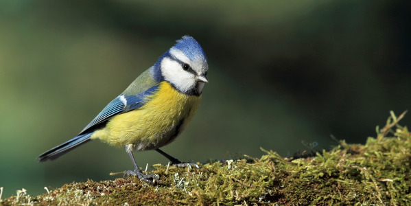 Accessoires pour oiseaux sauvages : nourrissage et abri douillet