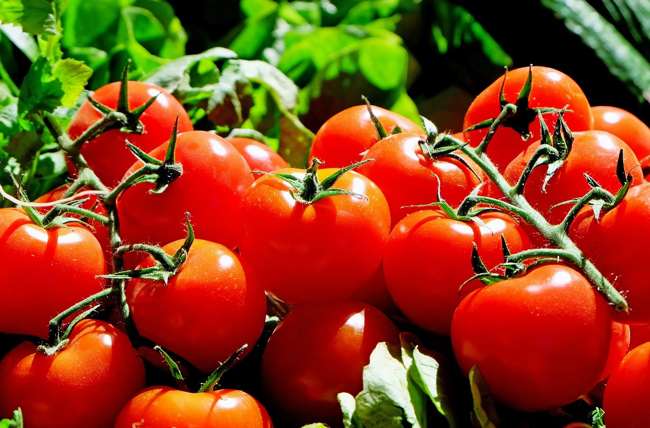 Choisissez vos graines de tomate pour votre potager
